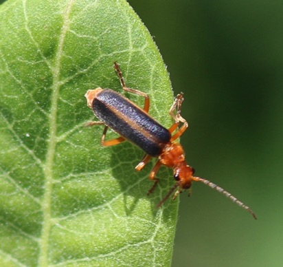 Downy Leather-winged Beetle
Podabrus pruinosus Downy Leather-winged Beetle
Podabrus pruinosus